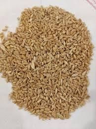 Hard Milling Wheat Wet Gluten 28°% Crop Year Latest Impurities 1% Max Ergot Content 0.05% Test Weight 78 Kg/hi Damaged Grains 2% Max - Chezlynne Trading (Pty) Ltd  - South Africa