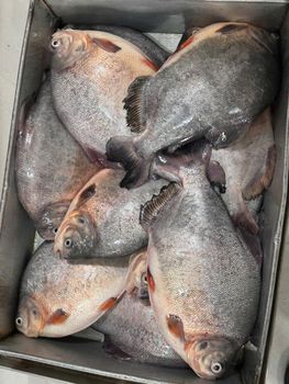 Frozen Red Pomfret WR, IQF, Net weight 90%, Bulk 10kg/ctn - AT SEAFOOD GLOBAL LIMITED - Vietnam