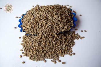 ARABICA COFFEE BEANS - CENTS COFFEE LTD - Uganda