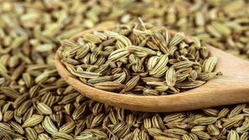 Fennel Seeds - Green Alliance Company - Egypt