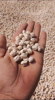 Chickpea Moisture Content ≤ 12% Size Variants 8mm, 9mm, 10mm, 11mm, 12mm Varieties Kabuli Chickpeas, Desi Chickpeas Quality Machine-cleaned, Dust-free, Uniform Size & - aayz bag corp - India