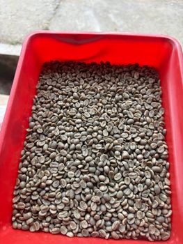 Arabica Plantation AAA - MNEB, AA, A, B, C - RN Coffee Agencies Pvt Ltd - India