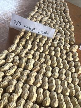 high quality shelled peanuts from vallynuts high quality shelled peanuts - vallynuts - Egypt