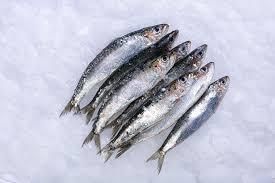 Frozen Sardine – Premium Quality Whole / Headless / Gutted Fish - TRADE NEPAL LLC - United States