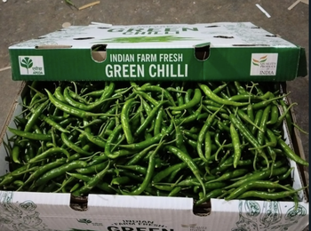 green Chilli Place of Origin INDIA Grade Export quality G4 Packaging AS PER BUYERS - Saani International - India