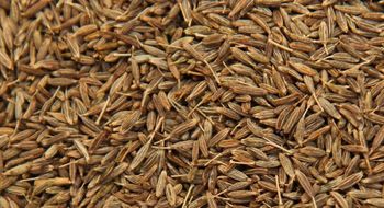 Cumin Seeds - Premium – product photo, Grape Seed Powder products found from trusted suppliers, wholesalers, manufacturers & exporters Listing
