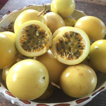 Yellow Skin Passion fruit (Sweet granadilla) with Export quality / Quick Response and Carefully packaged (from VietNam) - NGAN HOA PHAT TRADING SERVICE COMPANY LIMITED - Vietnam