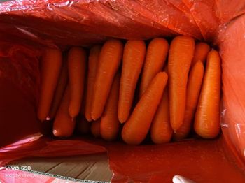 carrot from Super vegetables and fruits CO carrot - Super vegetables and fruits CO - China