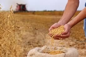 soybean meal  - EEC POLAND LTD  - Poland