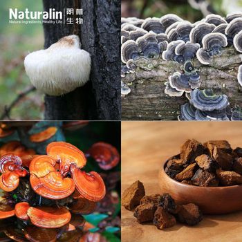 Mushroom Powder Blend - Naturalin Bio-Resources Co , Ltd - China