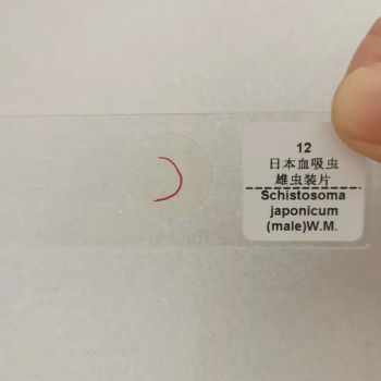 1PC Male Schistosoma Japonicum Adult Whole Amount Prepared Microscope Slides - Henan Zhizao Teaching Instrument Co., Ltd. - China