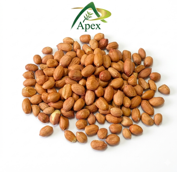 Java Peanut 6070, Java Peanut 60 70, Java Peanut 60/70, Peanut, Peanuts, Arachis hypogaea, Java Peanut, Java Peanut Kernels, Blanched Peanut, Indian Java Peanut, Indian Blanched Peanut, Peanuts Java Kernels, Peanuts Kernels, Peanut With Shell, Peanuts, Indian Peanuts,Java Peanuts, Java Peanut Supplier From India. - APEX INTERNATIONAL - India