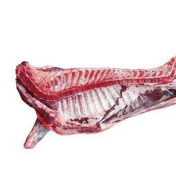Halal Frozen Beef Carcass / Frozen beef feet / Frozen beef Head - Exigentelaxia Unipessoal Lda - Portugal