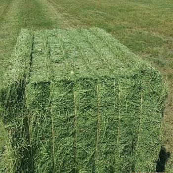 Premium Timothy Grass for Animal Feed Fresh Bulk Delivery Timothy Grass with High Nutrition for Healthy Livestock Growth - AGRO AFRIQUE COMPANY LIMITED - Tanzania
