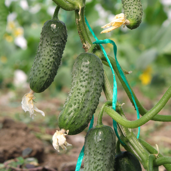 Fresh sorted Cucumbers - TM NANTERRE SRL - Romania