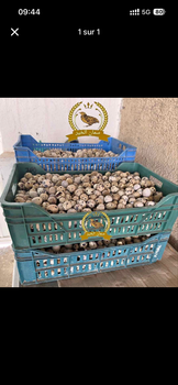 Quail Egg meat From Tunisia - Yassine - Tunisia