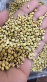 coriander seeds Flavor Warm, Citrusy Appearance Dried Seeds Intended Use Culinary And Medicinal Manufacturer DIRECTLY SOURCING FROM - SPICE HUB - India