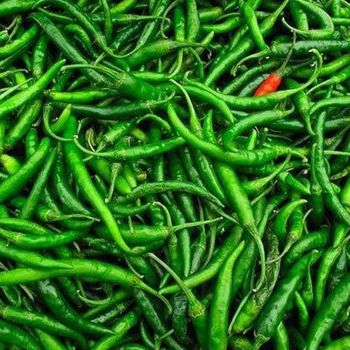 G4 Green Chilli Type Green Chilli Shelf Life 15 To 25 Days Pungency High, Moderate To High Packaging 3.8kg net, 4.4kg gross - AGROCARTE EXIM ENTERPRISES PVT LTD - India