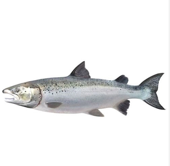 IQF Atlantic Salmon Fillet Frozen Pink Skinless Boneless Water Preserved Top Grade 10kg Packaged in Bag Box from CPW TRADE LTD IQF Atlantic Salmon Fillet Frozen Pink Skinless Boneless Water Preserved Top Grade 10kg Packaged in Bag Box - CPW TRADE LTD - United Kingdom