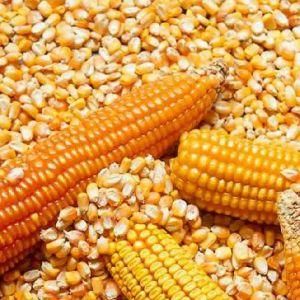 Yellow Corn For Animals - DABELU ENTERPRISES LIMITED - Kenya