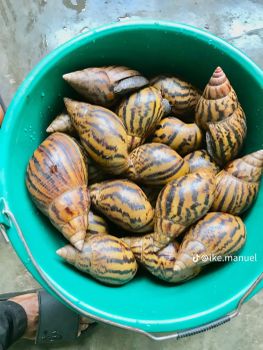 Agriculture Food Beverage Snails from Manuel the snail seller Agriculture Food Beverage Snails - Manuel the snail seller - Ghana