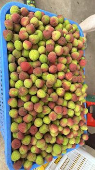 Chinese fresh lychee Fruit Type Lychee - MAJESTIC ORCHARD - United States