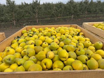 Fresh Quince Texture Firm Type Fresh Fruit Aroma Delightful Form Pear-shaped Variety Pear Shaped Packaging Wood Boxes Intended Use Culinary And Decorative Presentation - Midon Grup SRL - Moldova, Republic of