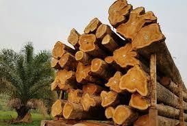 TEAK LOGS FROM PLANTATIONS Grade AA Minimum Volume 150m3 Average Age 13 Years Standard Length 2.5 M Place of Origin BRAZIL - BPW TIMBER LTD - Cameroon