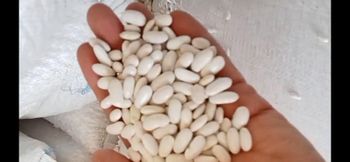 White kidney beans - Aman Foods - Egypt