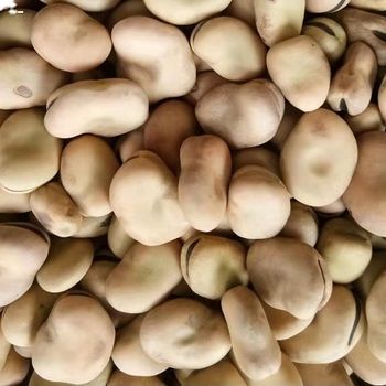 Natural growth broad beans fava bean faba beans Style Dried Weight (kg) 25 Ingredients NO Brand Name jidi Model Number - Hebei Nihewan Agricultural Development Co., Ltd. - China