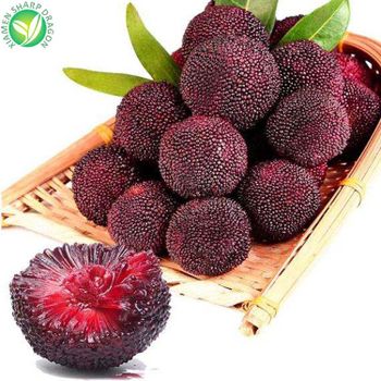 IQF may 2022 Chinese frozen fresh fruit bayberry for sale Shape BALL Color Nature Style FROZEN Content SAME Weight (kg) - Xiamen Sharp Dragon International Trading Co.,Ltd - China