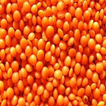 Top Grade Organic Red Lentils Masoor Dal Bulk Packing for Industrial and Retail Food Use High Quality Natural Pulses - TRADECENTRIC LLC - United States