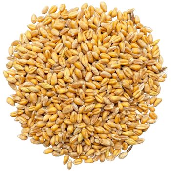 WHEAT GRAIN from AGRO AFRIQUE COMPANY LIMITED WHEAT GRAIN - AGRO AFRIQUE COMPANY LIMITED - Tanzania