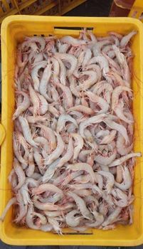 frozen shrimps - giltejarat shahrivar - Iran