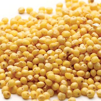 Sorghum Grain With 98% Natural Purity For Nutritional Ingredient Applications Feed Formulations And Grain Processing - TOSOH INTERNATIONAL - South Africa
