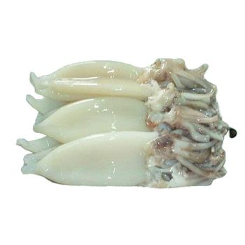 Frozen Fresh Illex Squid Premium Ocean Harvest With 98% Natural Quality For Bulk Seafood Distribution And Export Supply - TOSOH INTERNATIONAL - South Africa