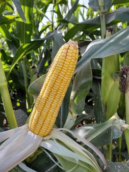 Corn Silage - GreenGoldSilage - Pakistan