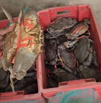 1.5kg weighing live crab from africa - monterra llc - United Arab Emirates