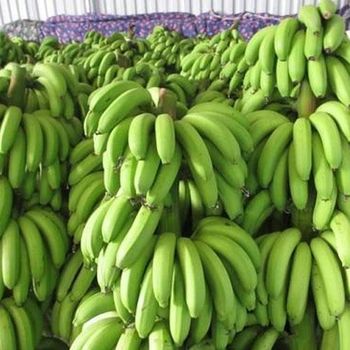 Fresh Fruits and Vegetables Origin India Product Type Fruits & Vegetables - CASE TRADING CORPORATION - India