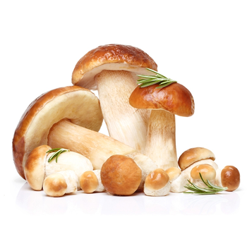 Porcini mushrooms made of wild growth, dried 50g from Njang Investments Limited Porcini mushrooms made of wild growth, dried 50g - Njang Investments Limited - Kenya