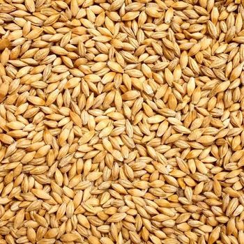 Milling wheat Protein Content 11.5% Origin Argentina, India And - Saba Agro Enterprise Uganda limited - Uganda
