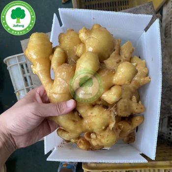 Hot Selling Factory Ships Hot Chinese Ginger MOQ 22tons Type Fresh GMO Non-GMO Style Whole Color Yellow Size 300-350g Origin - Shandong Jiafeng Import and Export Co., Ltd. - China