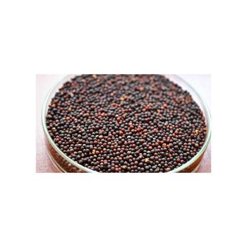 Premium quality rapeseed at cheap price for exporters and distributors - MASI TRADING GMBH - Germany