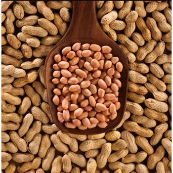 TJ Peanuts - GLOBALINE OVERSEAS - India