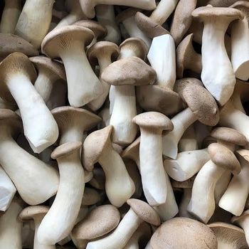 Fresh King Oyster Mushroom - Shelly farms - India