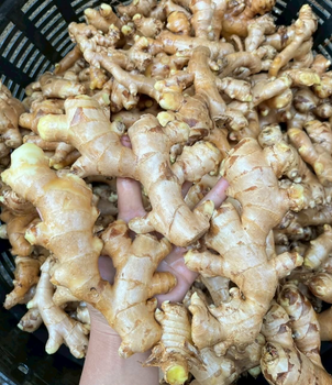 Premium Fresh Ginger Root for Export – High Quality Mature Ginger Bulk Supply from YA Corporation Co., Ltd. Premium Fresh Ginger Root for Export – High Quality Mature Ginger Bulk Supply - YA Corporation Co., Ltd. - Thailand