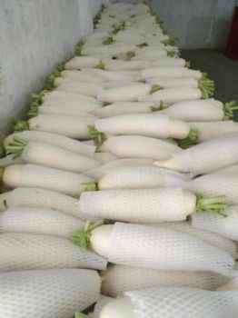New Crop Fresh White Radish From China - Shouguang Vegetable and Food Industry Group Co., Ltd. - China
