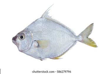 Premium Quality Frozen Ponyfish / Slipmouth (Ikan Petek / Leiognathidae) – Wild Caught & Export Grade from PT. SAGARA MAKMUR INDONESIA Premium Quality Frozen Ponyfish / Slipmouth (Ikan Petek / Leiognathidae) – Wild Caught & Export Grade - PT. SAGARA MAKMUR INDONESIA - Indonesia