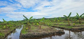 Plantain - VORAL LOGISTICS LLC - United States