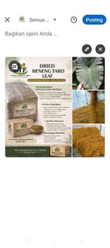 Dried beneng taro leaf - PT BALI TROPICAL FRESH INDONESIA - Indonesia